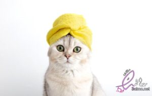 The most popular types of cat shampoo
