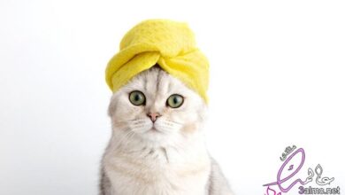 The most popular types of cat shampoo
