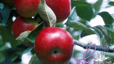 الترتيب الصحيح لدورة حياة شجرة التفاح