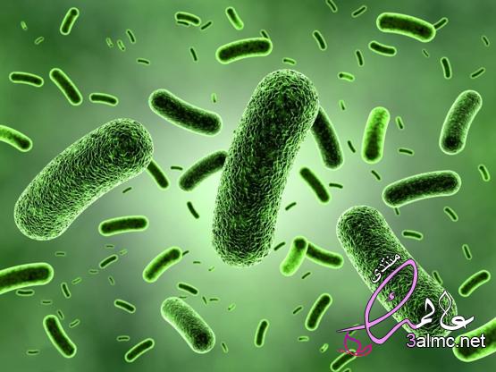 بحث عن البكتيريا وأشكالها والأمراض التي تسببها