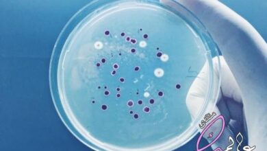 بحث عن البكتيريا وأشكالها والأمراض التي تسببها