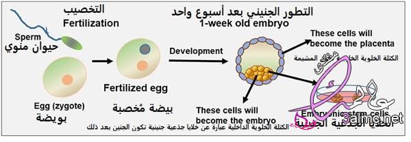 تجربتي مع زراعة الخلايا الجذعية 3almik.com_03_23_169