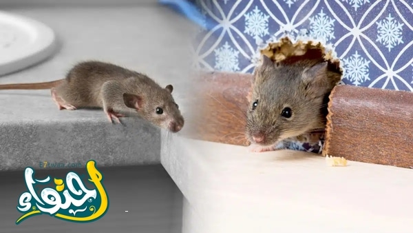 التخلص من الفئران في المنزل طبيعيا