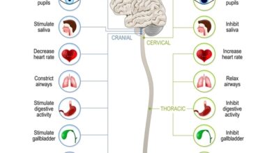 ما هو عمل الجهاز العصبي السمبثاوي ؟