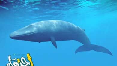 حقائق هامة عن الحوت الباليني