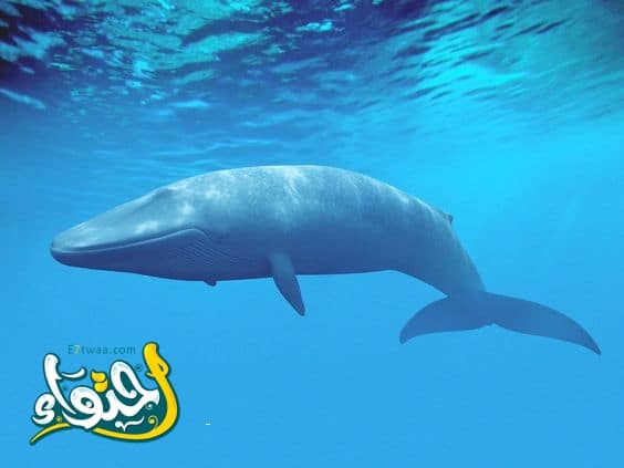حقائق هامة عن الحوت الباليني